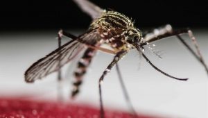 mosquito da dengue