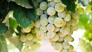 Close em cacho de uvas brancas