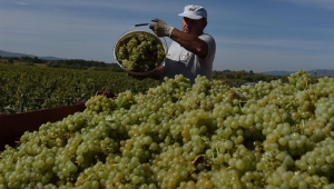 Homem colhe uvas à luz do dia