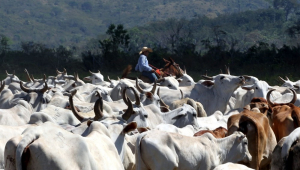 Gado amontoado em fazenda, com um boiadeiro no fundo